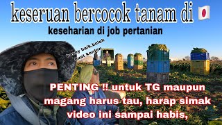 keseruanku bercocok tanam sama bos jepang || Pertanian Di Jepang #agriculture