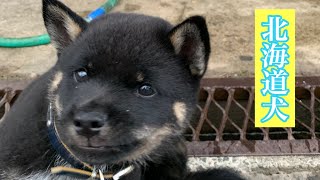 [北海道犬]師匠の愛犬　北海道犬のルー君