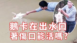 【石頭記事】小鄧進山放水乾魚塘，一隻鵝卡在了出水口，看這傷口估計活不了了