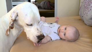 English Pointer with baby