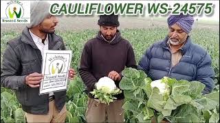 Cauliflower WS 24575, Faridkot Punjab January 2025