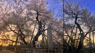 Ishito Kabazakura (800 years old), 石戸蒲ザクラ, 樹齢800年 - Japan's 5 Great Cherry blossom Trees / 日本五大桜