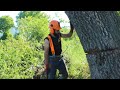 falling oak tree with husqvarna 390xp