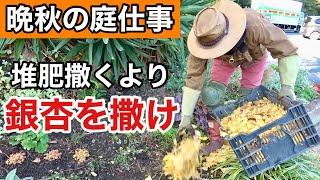 掃除・移植・植え込み＋お楽しみ♡全て実演します　【荒地リフォーム15】【カーメン君】【園芸】【ガーデニング】【初心者】