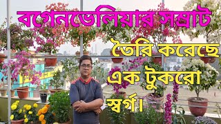 বগেনভেলিয়া দিয়ে তৈরি করেছেন এক টুকরো স্বর্গ। দেবাশীষ দার এমনই এক কর্মকান্ড। বহরমপুর মুর্শিদাবাদ।