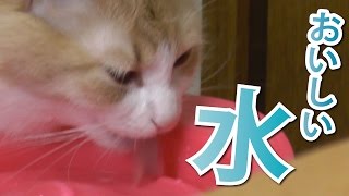 《甘えんぼ猫 ラズリ》水が飲みたくなる動画 -ノルウェージャンフォレストキャット-