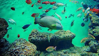 Tokyo Sea Life Park 葛西臨海水族園