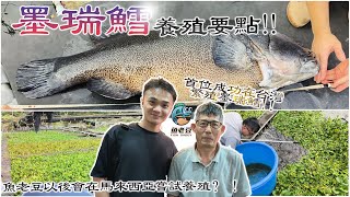 【魚老豆】台灣成功繁殖墨瑞鱈第一人梁先生講解墨瑞鱈養殖要點！以後會有機會引進馬來西亞養殖！