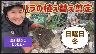 【冬の日曜日】バラの植え替え剪定頑張りました！の巻き！