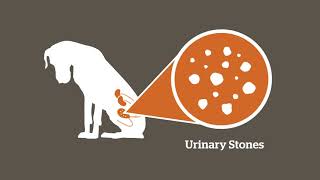 Petcurean HealthBytes Urinary Stones