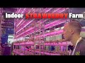 Vertical Farming Technology | Indoor Strawberry Farm