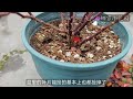 学不会给月季冬剪？教你懒人修剪三步法，月季冬剪一点都不难teach you the three step pruning method for lazy people