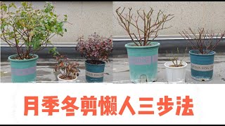 学不会给月季冬剪？教你懒人修剪三步法，月季冬剪一点都不难Teach you the three-step pruning method for lazy people