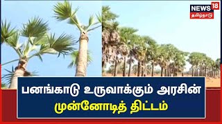 Krishnagiri | பனங்காடு உருவாக்கும் அரசின் முன்னோடித் திட்டம் - சமூகக் காடுகள் வளர்ப்பு திட்டம்