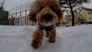 かわいいトイプードルの雪中散歩