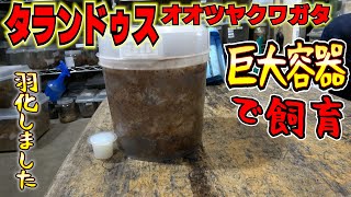 【クワガタ飼育】巨大容器でタランドゥスを飼育した結果