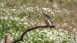 【昭和記念公園の野鳥】カワセミ Common Kingfisherがいました。（Ｈ28.3.17）