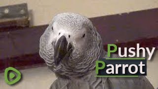 Very demanding parrot becomes overly pushy with owner