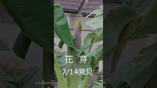 001 バナナ栽培記録　1　2023 08 03 0