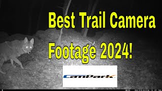 Best Trail Camera Footage 2024! Campark TC08 Trail Camera! Deer Trail Camera! Coyote Trail Camera!