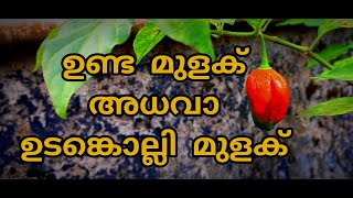 ഉണ്ട മുളക് അധവാ ഉടങ്കൊല്ലി മുളക് / Unda mulaku krishi / Green chilli /  Mulak Krishi in malayalam