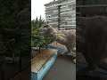 arka bahçede dinazor var😱😱😱 dinazor dinosaur