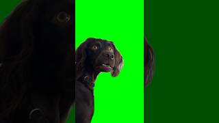 Green Screen I'm Listening Dog Meme