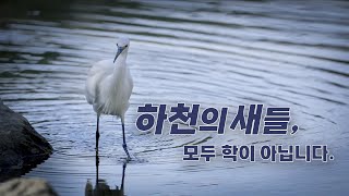 [다큐] 안예찬 - 하천의 새들, 모두 학이 아닙니다  |  사진영상미디어과