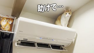 エアコンの上に登るも降りられなくなってしまった猫