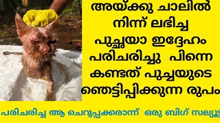 രോഗം ബാധിച്ചു ഉപേക്ഷിക്കപ്പെട്ട പൂച്ചയെ ലഭിച്ചത്  ഒരു  തലയാട്ടുകാരന്ന്  ഇപ്പോൾ അതിനെ  കണ്ടാൽ.......