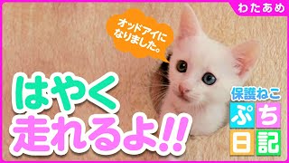 【ご支援のお礼】猫目線で子猫の大運動会に参戦してみた【わたあめ⑧】