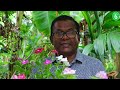 ලස්සනට ගෙවත්ත තියා ගන්න මිනී මල් how to grow vinka plant in home ceylon agri episode 187