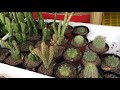 " Higalaay Agri Fair and Garden Show 2017 " Cagayan de Oro 2017