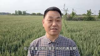 小麦灌浆期，多做这一步，亩产能超过1500斤