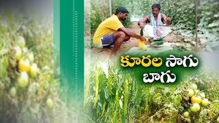 Jaikisan TS |12th Mar' 20 | పాలీహౌస్‌ , షేడ్‌నెట్‌ల ఏర్పాటుతో కూరగాయల సాగు