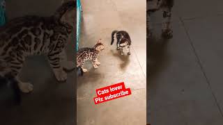 bengal cats kittens | 8828891233 #cats #shorts #shortsviral #viral #short #trending #bengalcats #cat