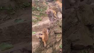 #monkey want to snatched babymonkey #monkey #foryou #animals #thedodo #dodo #saveanimal #shorts