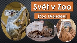 Krásná Zoo v Drážďanech! Medvídek koala viděn na vlastní oči! Prohlédni si s námi Zoo Dresden 🐘🦒🐨🐊