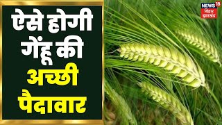 Annadata: गेंहू की अच्छी पैदावार के लिए अपनाएं ये तरीका | Wheat Farming |Agriculture | India Farming