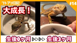 生後３か月経ったフトアゴベビーの食事シーンを振り返る回