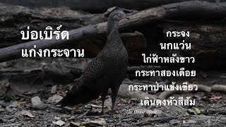 นกบ่อเบิร์ดแก่งกระจาน เพชรบุรี EP.2/2บางสายพันธุ์บอกชนิดย่อยผิดต้องขออภัยนะครับไม่ใช่นักดูนกมืออาชีพ