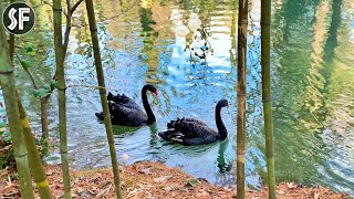 Graceful Black Swans - Arboretum in Winter - Relaxing Ambient Music - Ultra HD 4K Video