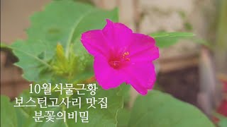 [켈리식물원Good Life]10월식물근황 /해충제거후기/보스턴고사리/연필선인장/단추고사리/더피고사리/블루스타고사리/포인세티아 /체리세이지/분꽃/콜레우스