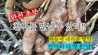 [ 귀촌 vlog ] 자연의소리와 천마16개 캐고 천마주 담그기