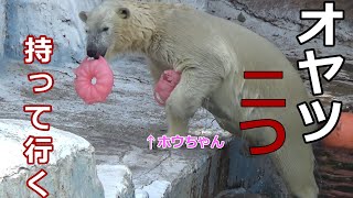 オヤツ2個持って行く💗シロクマのホウちゃん【天王寺動物園】