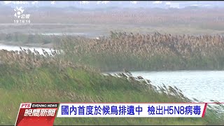 禽流感襲歐亞 H5N8高病原病毒衝擊大 20210109 公視晚間新聞