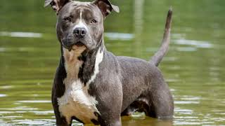 Las 5 Raza de perros más peligrosos del mundo/curiosidestv,pitbull, Rottweiler #Perrospeligroso