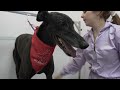 The truth about Greyhounds