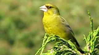 Birds of Britain UK ~ Greenfinch calling in the Spring ♪♫