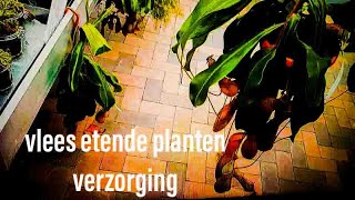 Hoe Te Verzorgen \u0026 Tips VLEES ETENDE PLANTEN